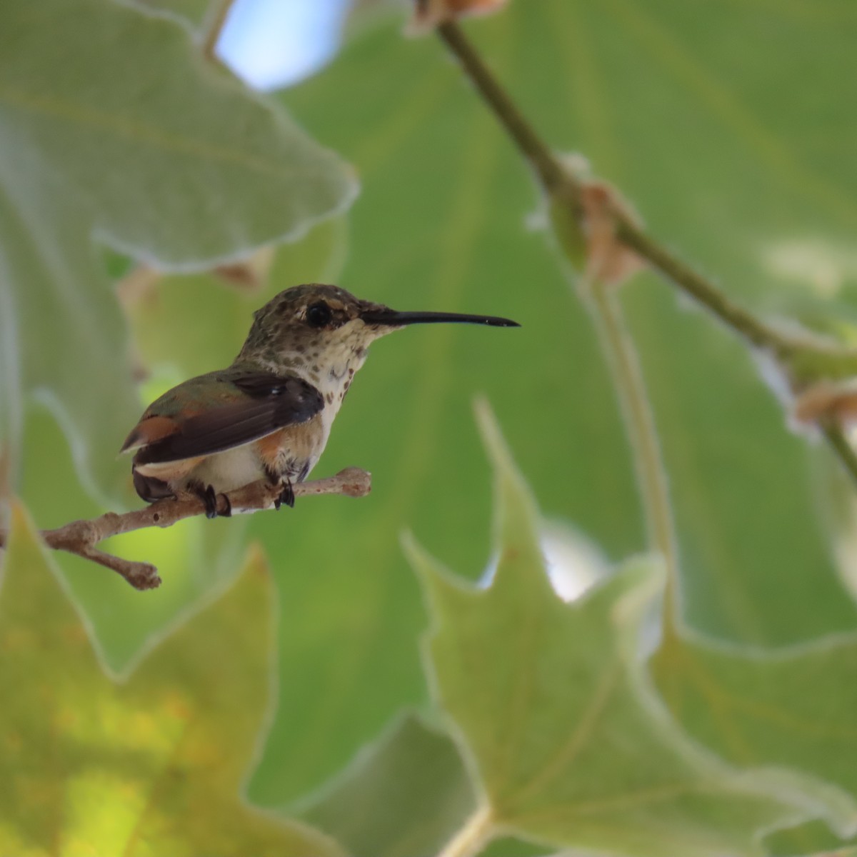 ub. kolibri (Trochilidae sp.) - ML621178955
