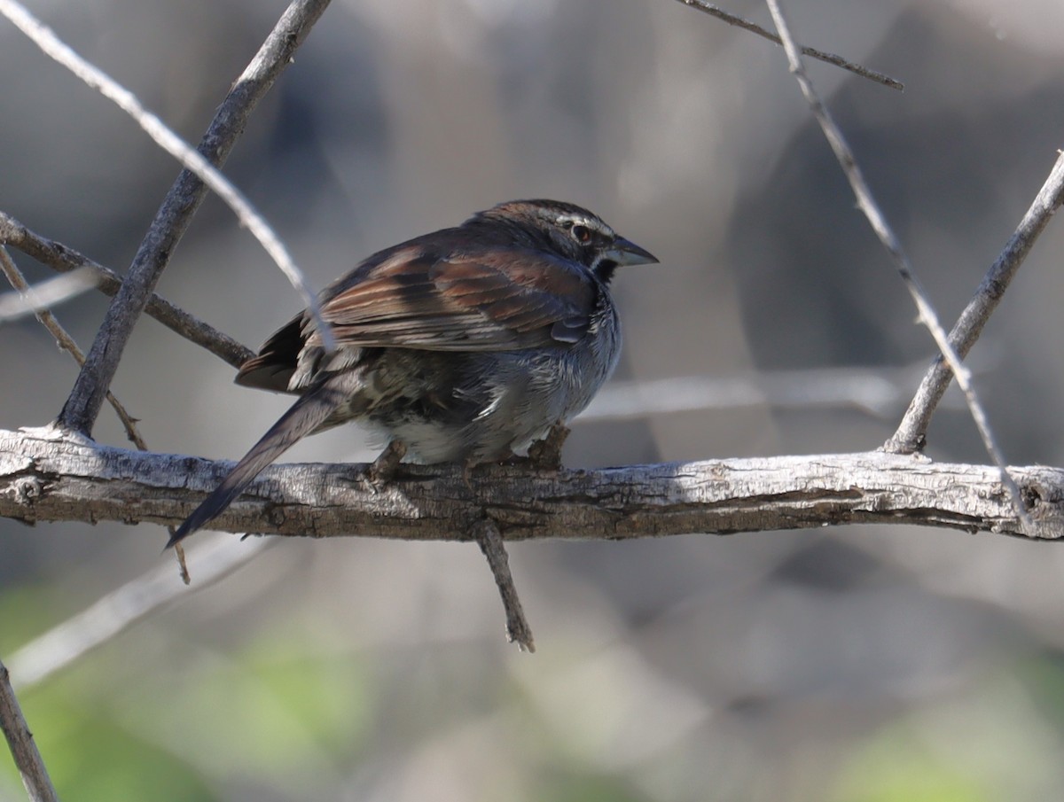 Five-striped Sparrow - ML621178972