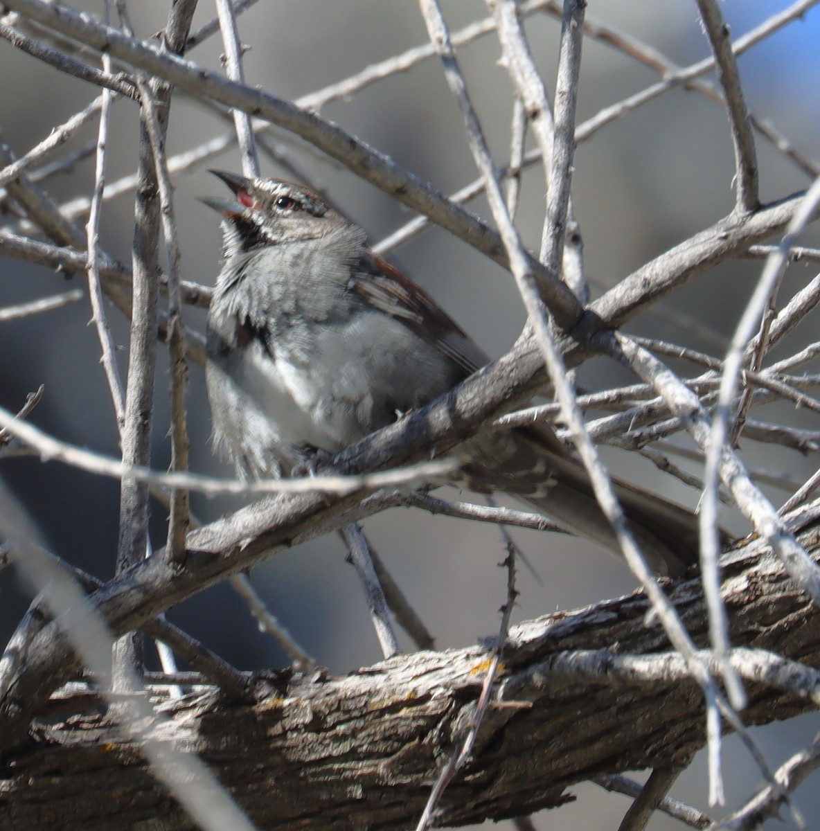 Five-striped Sparrow - ML621179005