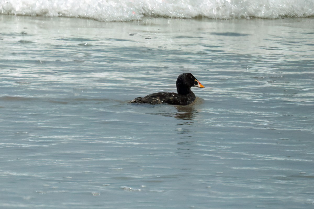 Macreuse à front blanc - ML621179044