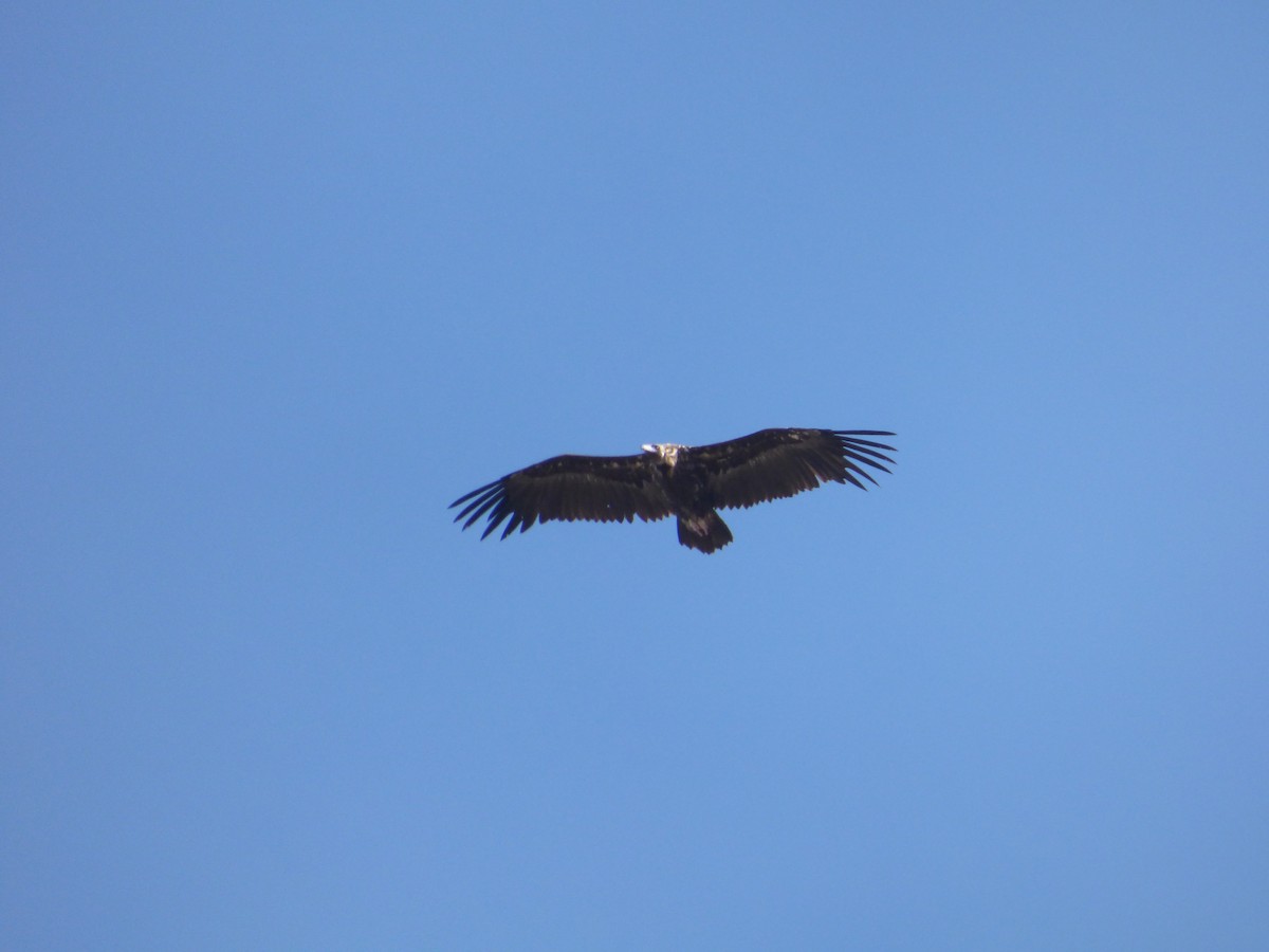 Cinereous Vulture - ML621179052