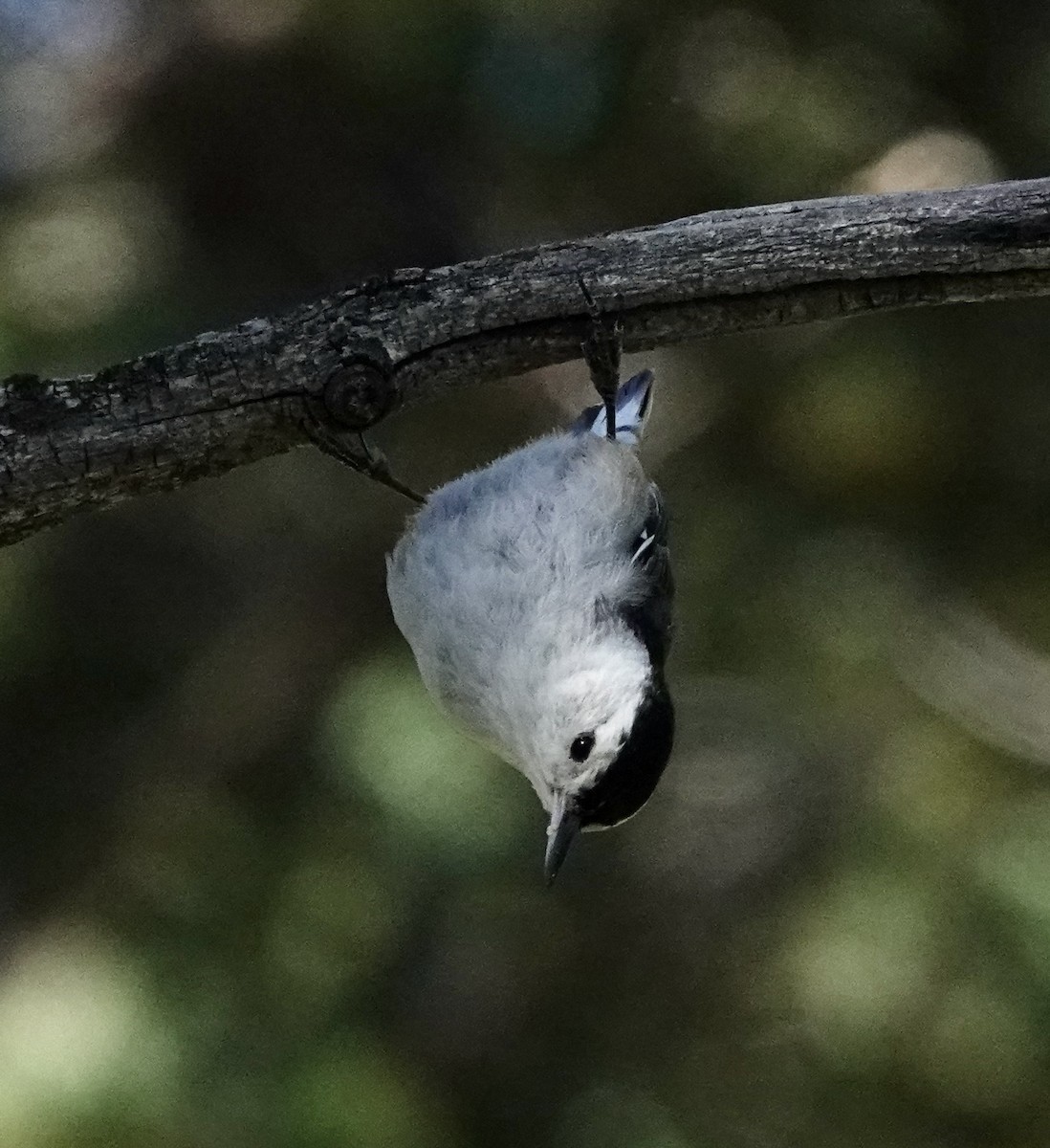 White-breasted Nuthatch (Interior West) - ML621179072