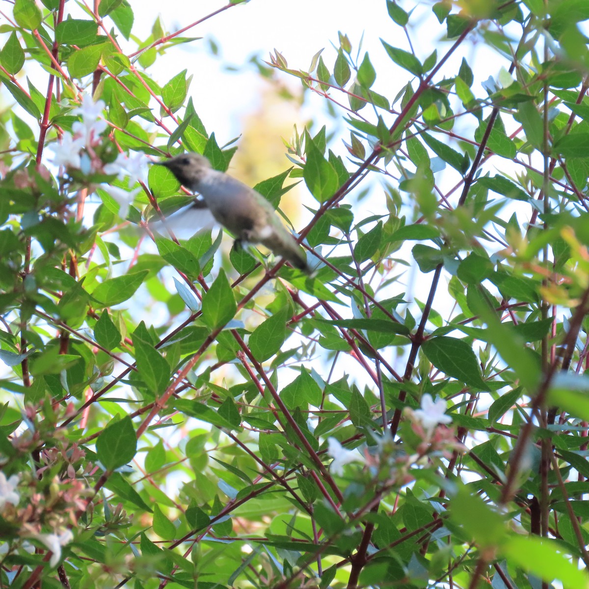 ub. kolibri (Trochilidae sp.) - ML621179077
