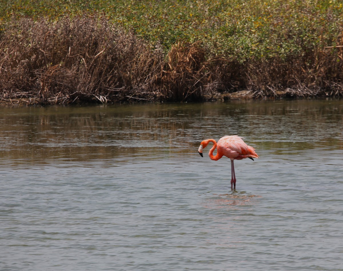 American Flamingo - ML621179079