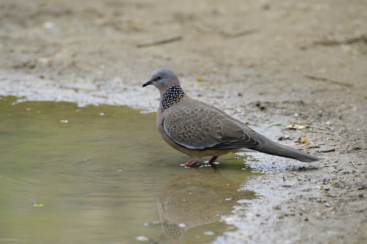 Spotted Dove - ML621179080