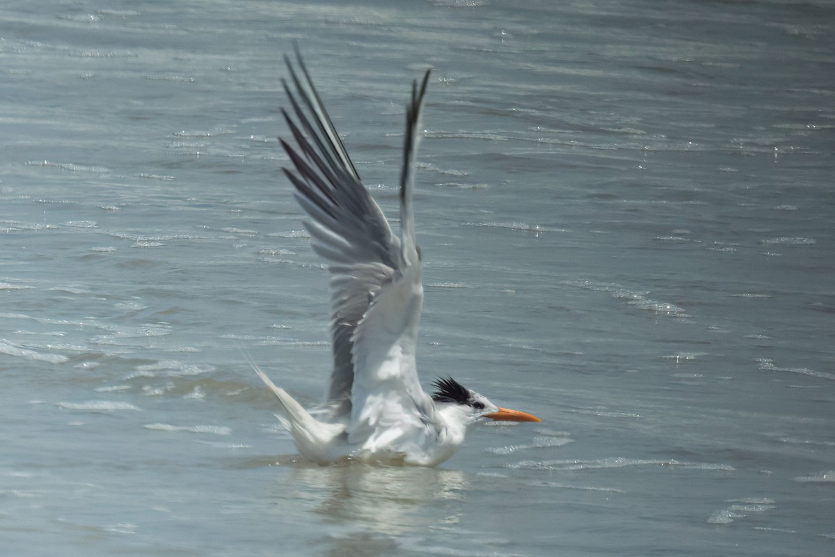 Sterne royale - ML621179093