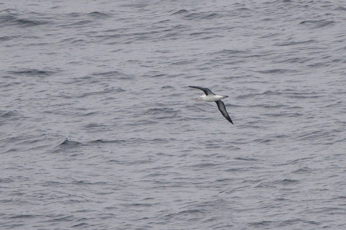 Albatros à sourcils noirs - ML621179135