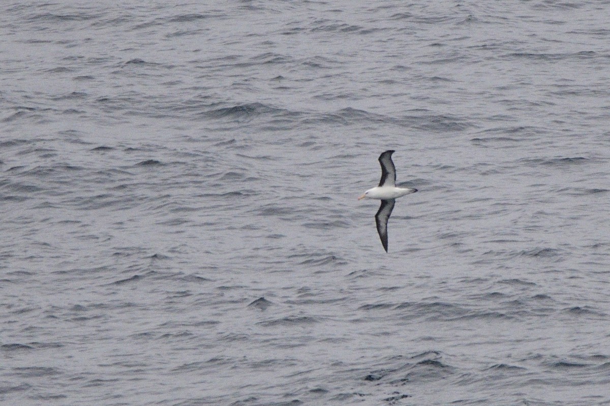 Albatros à sourcils noirs - ML621179136