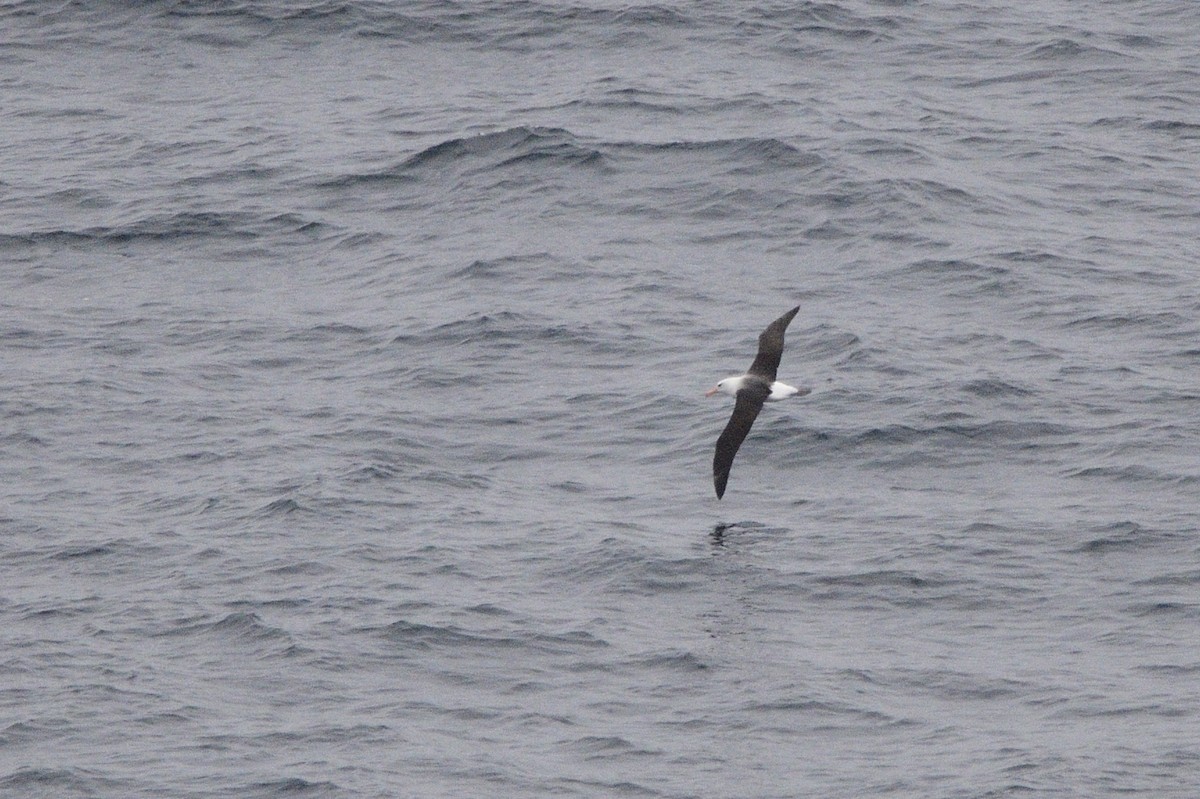 albatros černobrvý - ML621179137
