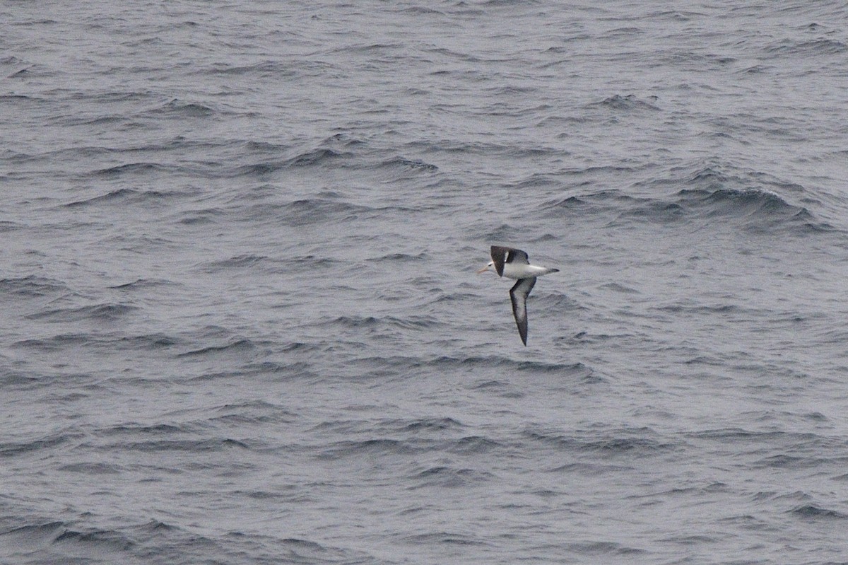albatros černobrvý - ML621179138