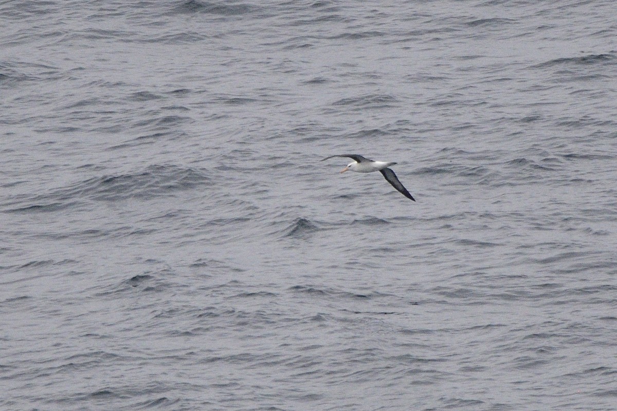 Чернобровый альбатрос - ML621179139