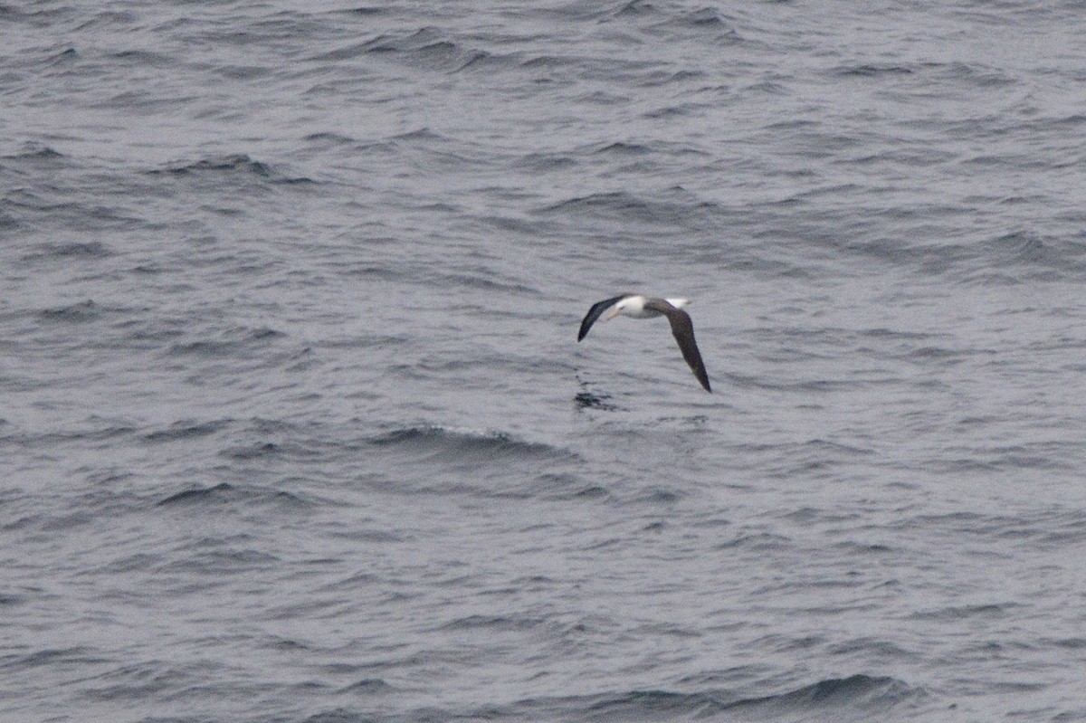 Albatros à sourcils noirs - ML621179140