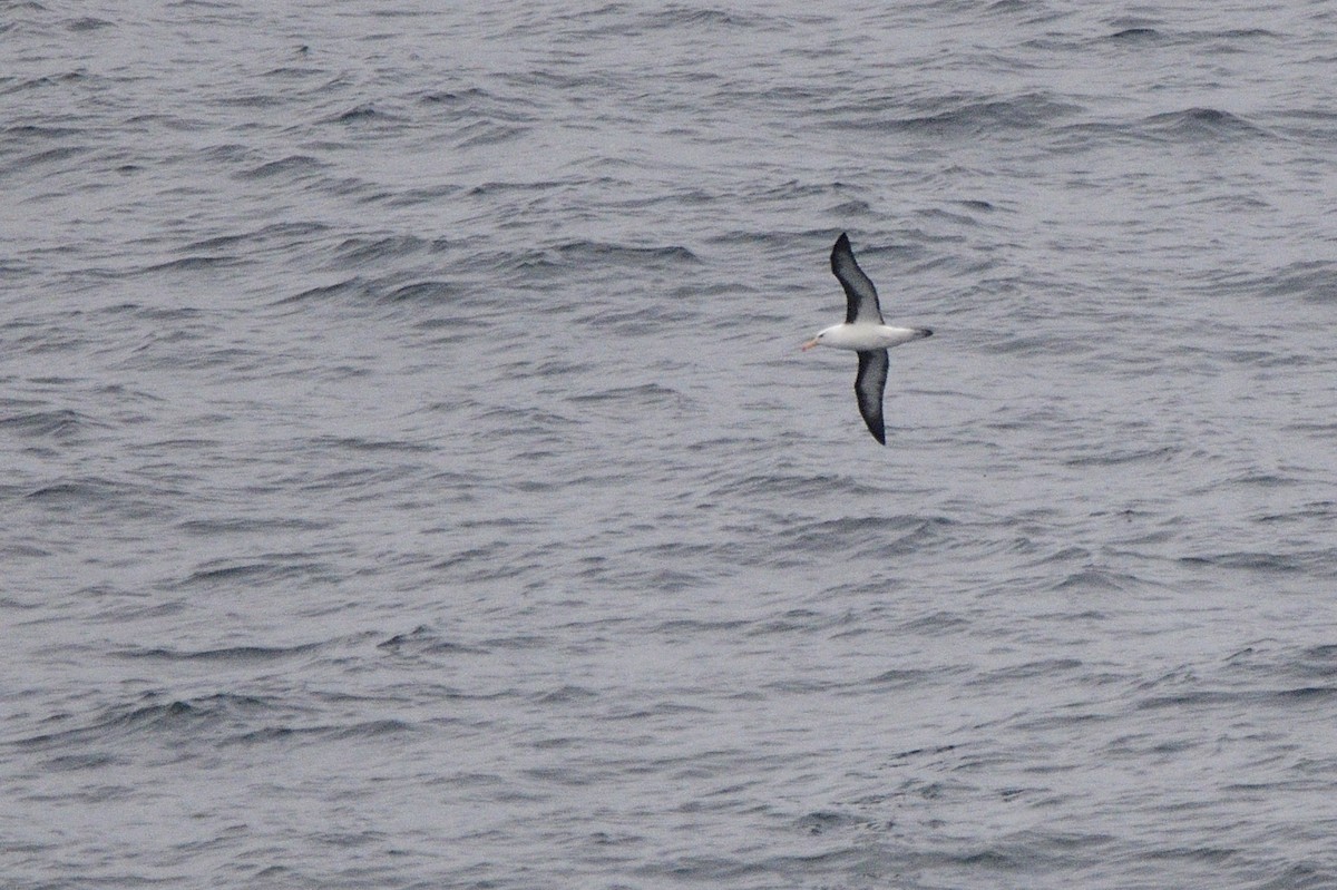 Чернобровый альбатрос - ML621179141