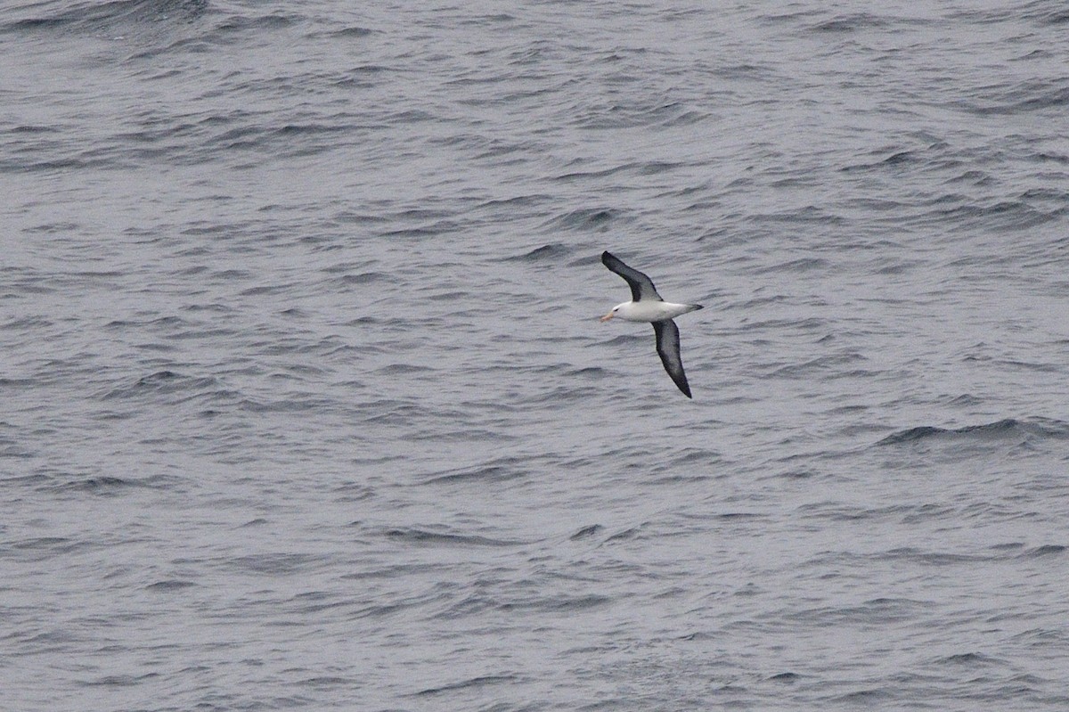 Black-browed Albatross - ML621179142