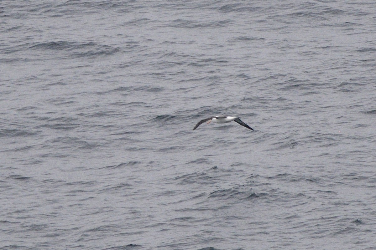 Чернобровый альбатрос - ML621179143