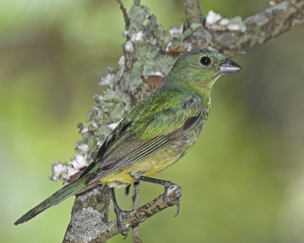 Painted Bunting - ML621179144