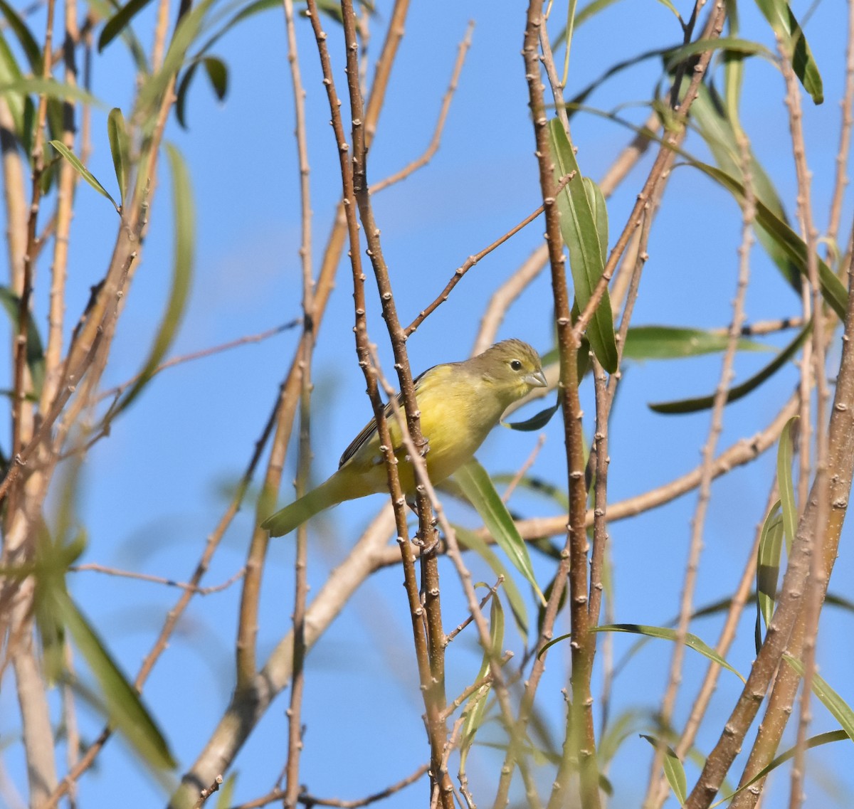 Grassland Yellow-Finch - ML621179146