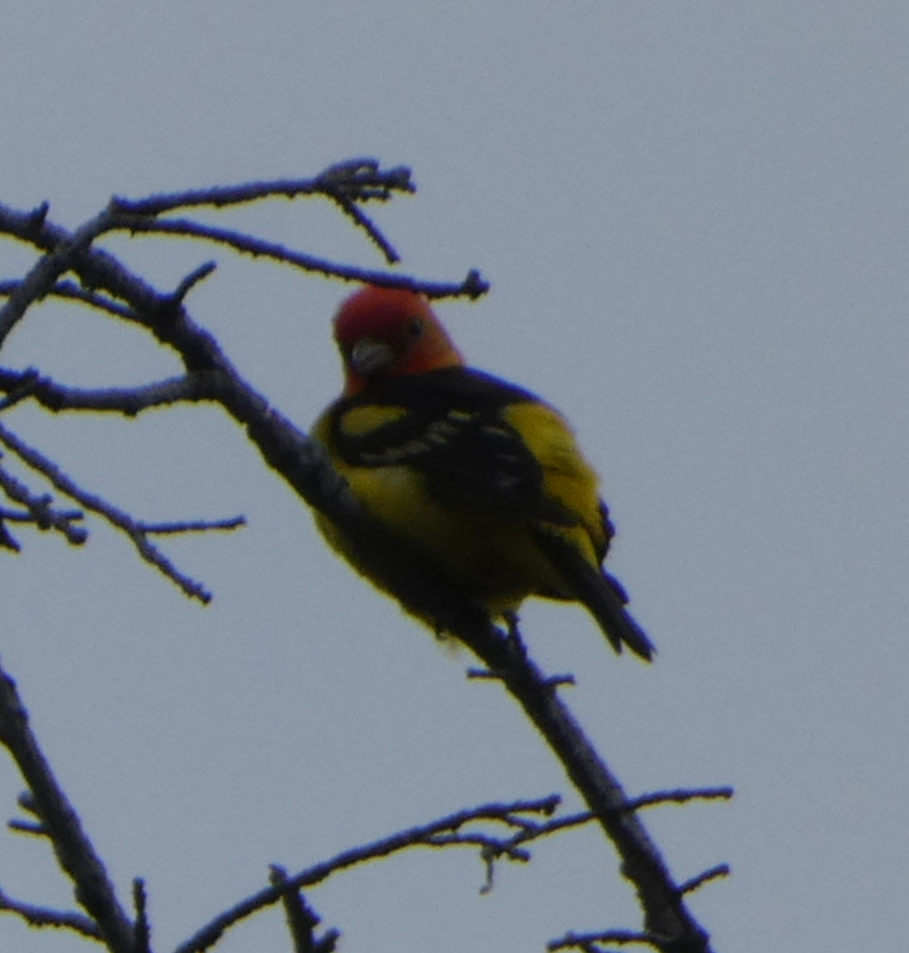 Western Tanager - ML621179147