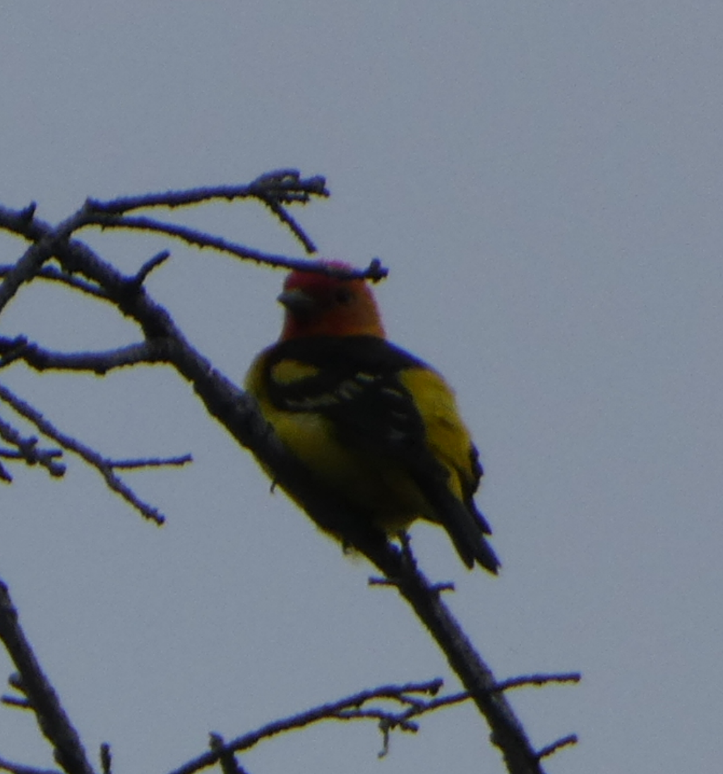 Western Tanager - ML621179151