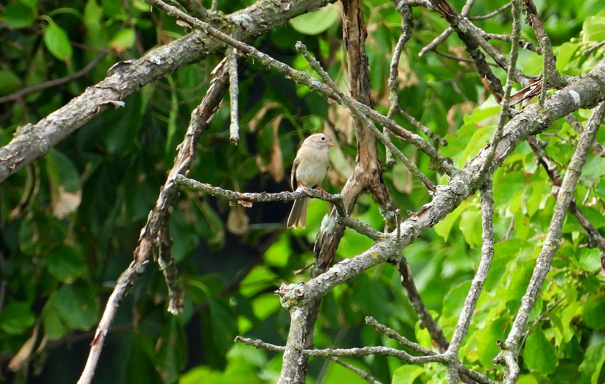 Field Sparrow - ML621179202