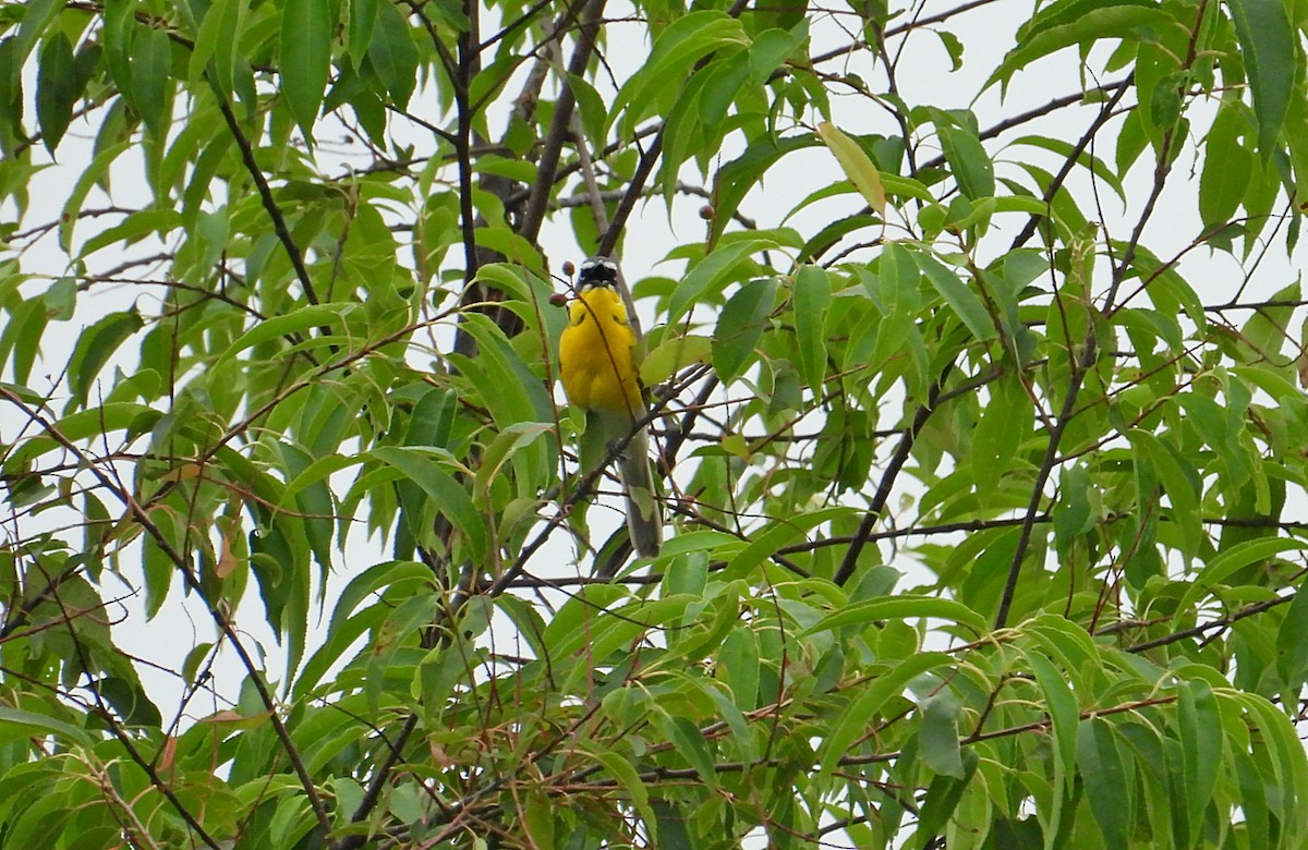 Yellow-breasted Chat - ML621179209