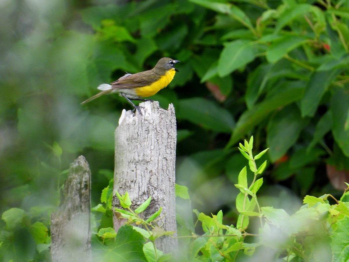 Yellow-breasted Chat - ML621179210