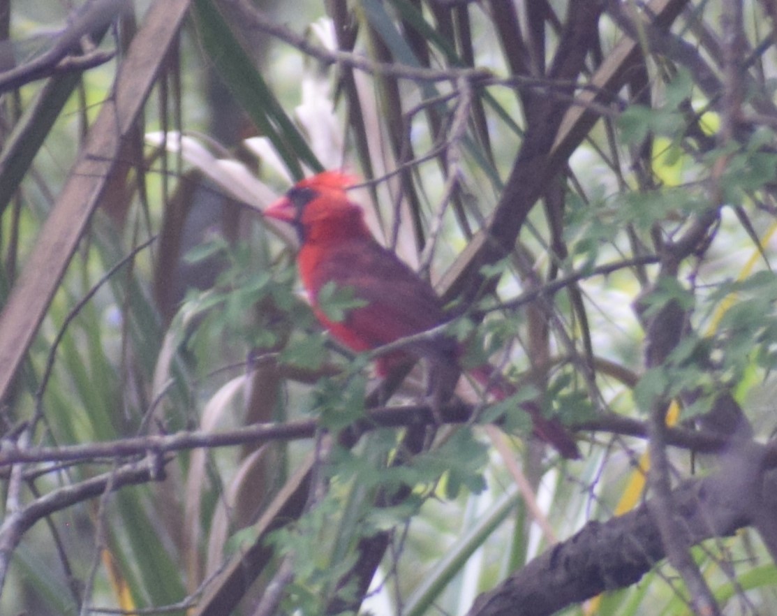 Northern Cardinal (Common) - ML621179215
