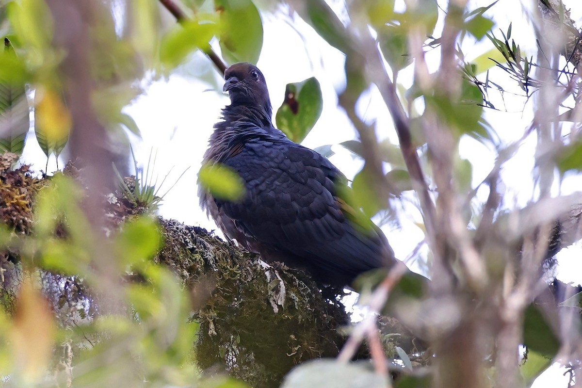 Papuan Mountain-Pigeon - ML621179218