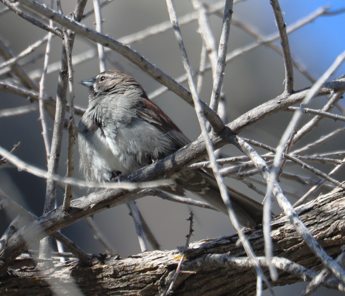 Five-striped Sparrow - ML621179225