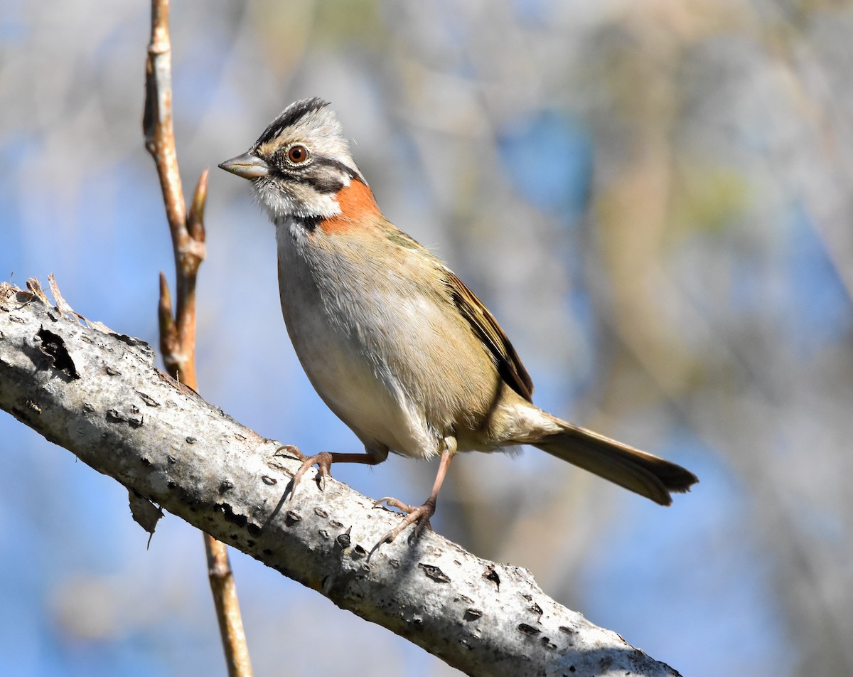 Rufous-collared Sparrow - ML621179226