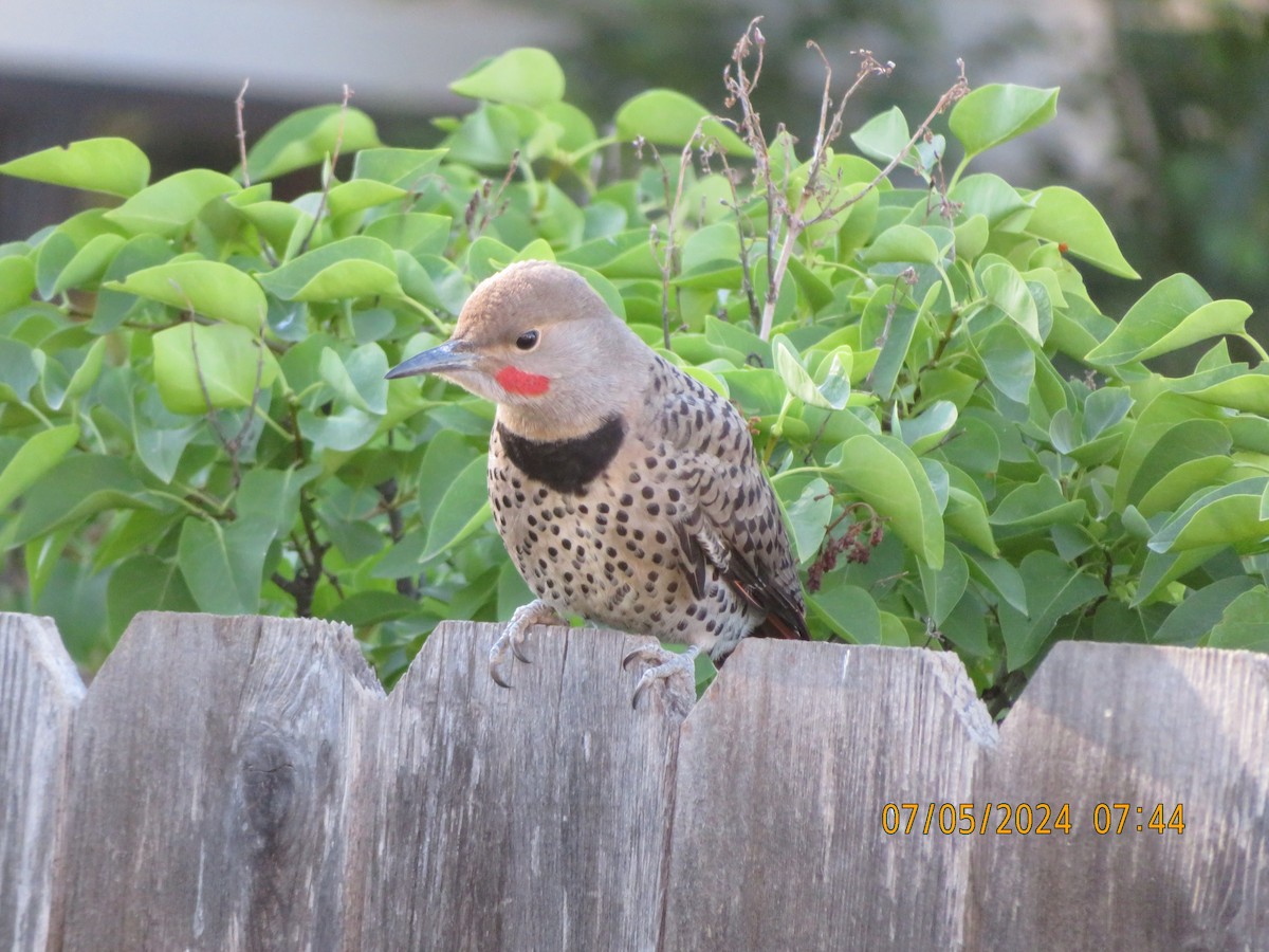 Northern Flicker (Red-shafted) - ML621179231