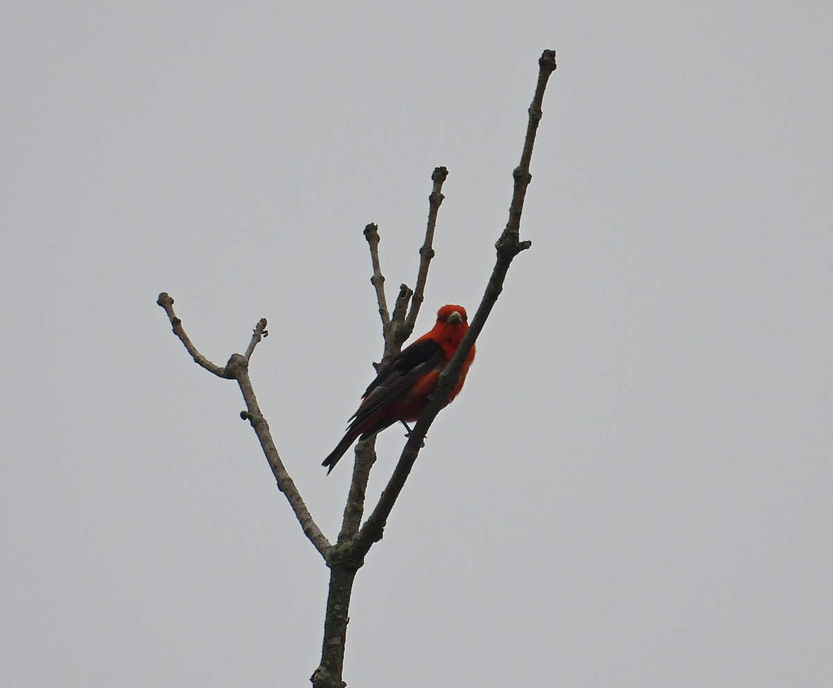 Scarlet Tanager - ML621179241