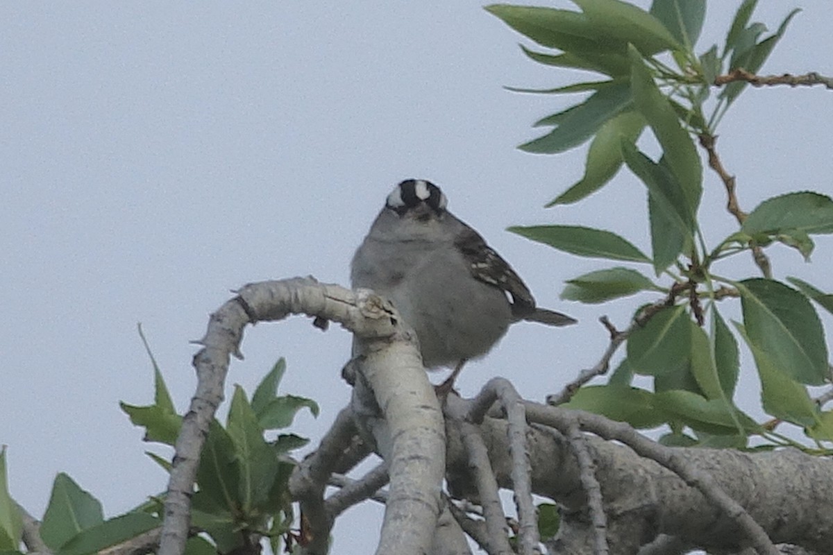White-crowned Sparrow - ML621179248