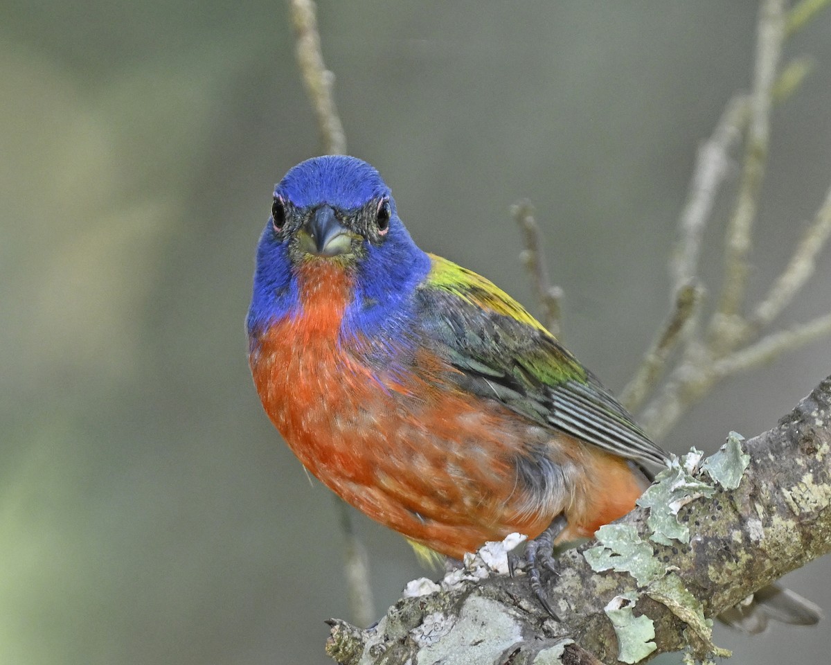 Painted Bunting - ML621179254
