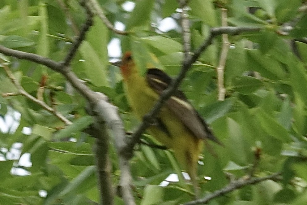 Western Tanager - ML621179258