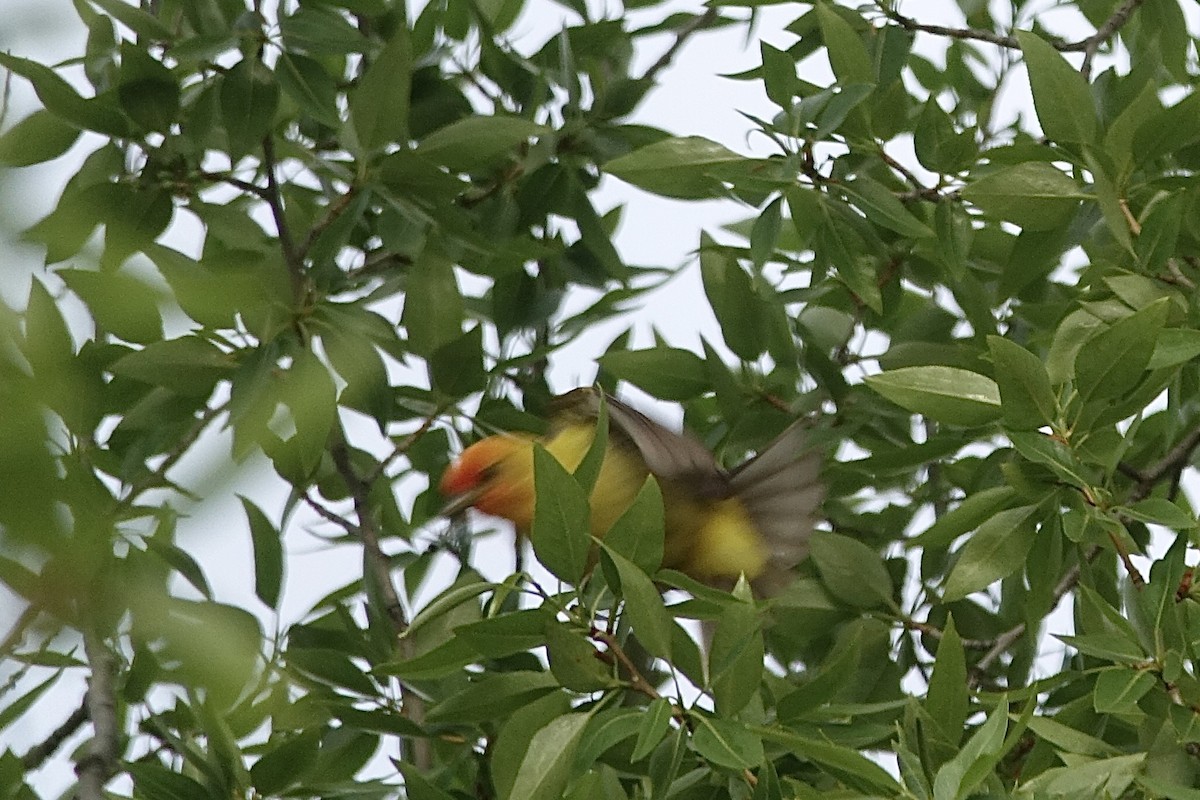 Western Tanager - ML621179259