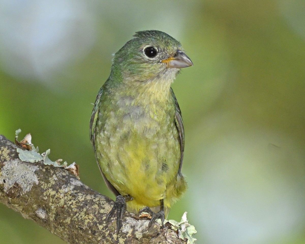 Painted Bunting - ML621179268