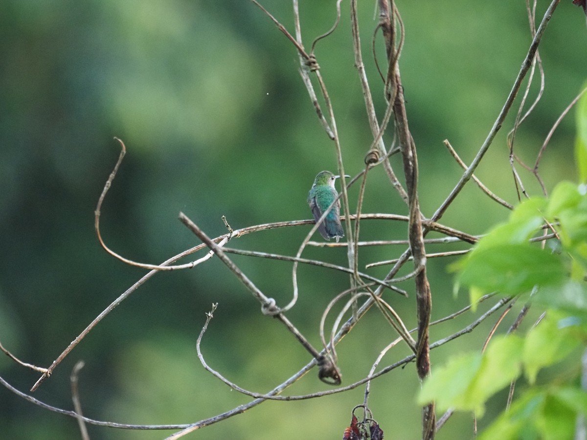 Gray-breasted Sabrewing (obscurus) - ML621179269