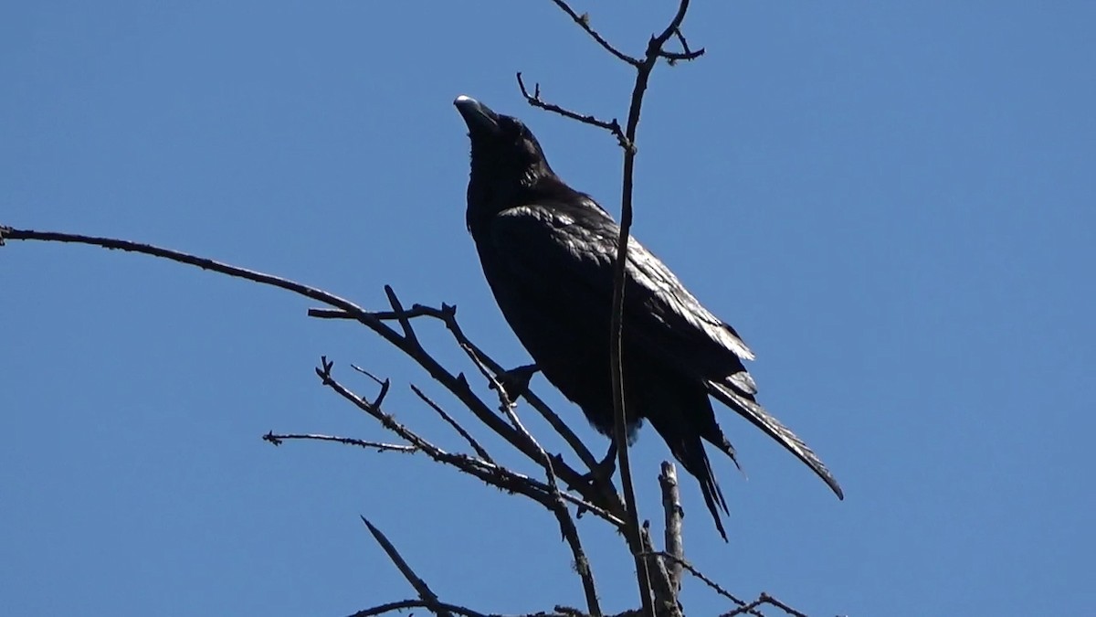 Common Raven - ML621179313