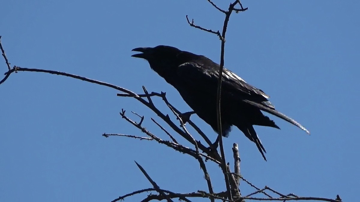 Common Raven - ML621179314