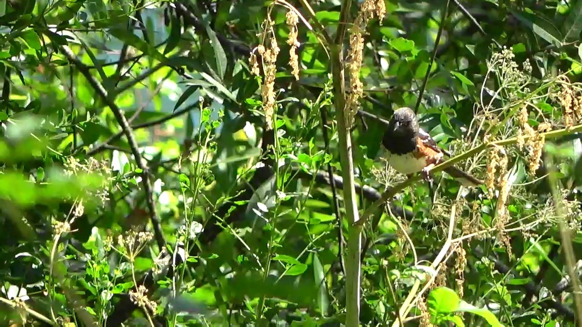 Spotted Towhee - ML621179324