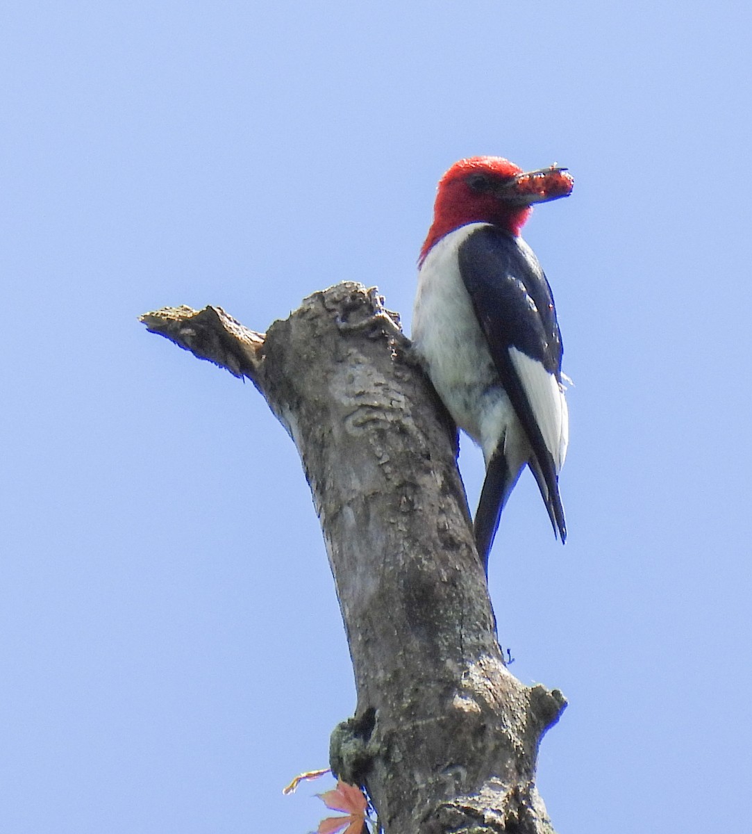Red-headed Woodpecker - ML621179340
