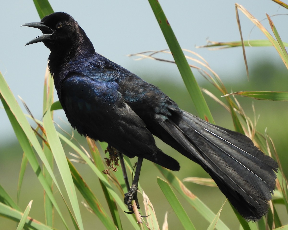 Boat-tailed Grackle - ML621179367