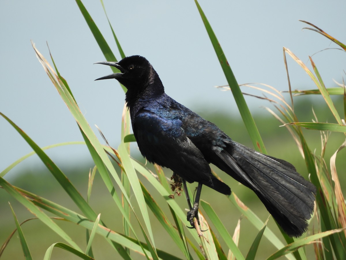 Boat-tailed Grackle - ML621179368