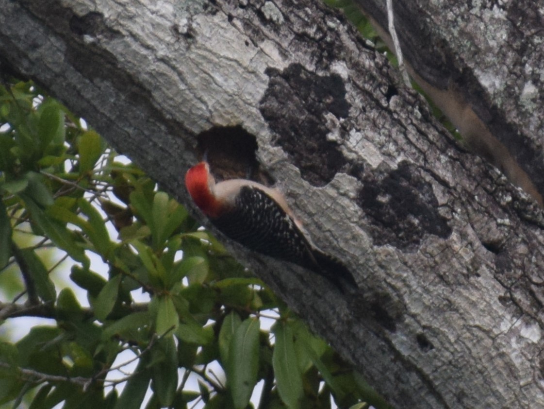 Red-bellied Woodpecker - ML621179393