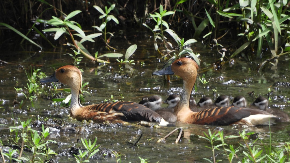 Fulvous Whistling-Duck - ML621179408