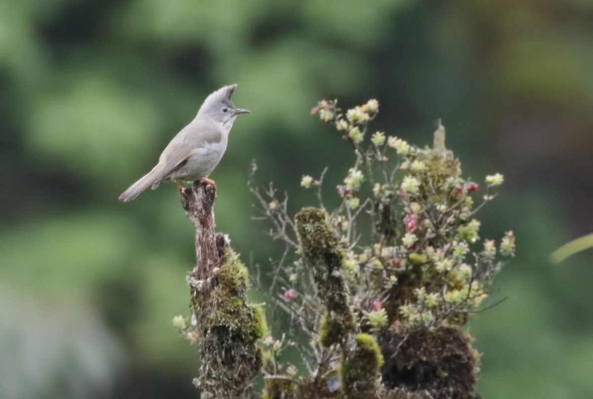 Stripe-throated Yuhina - ML62117941