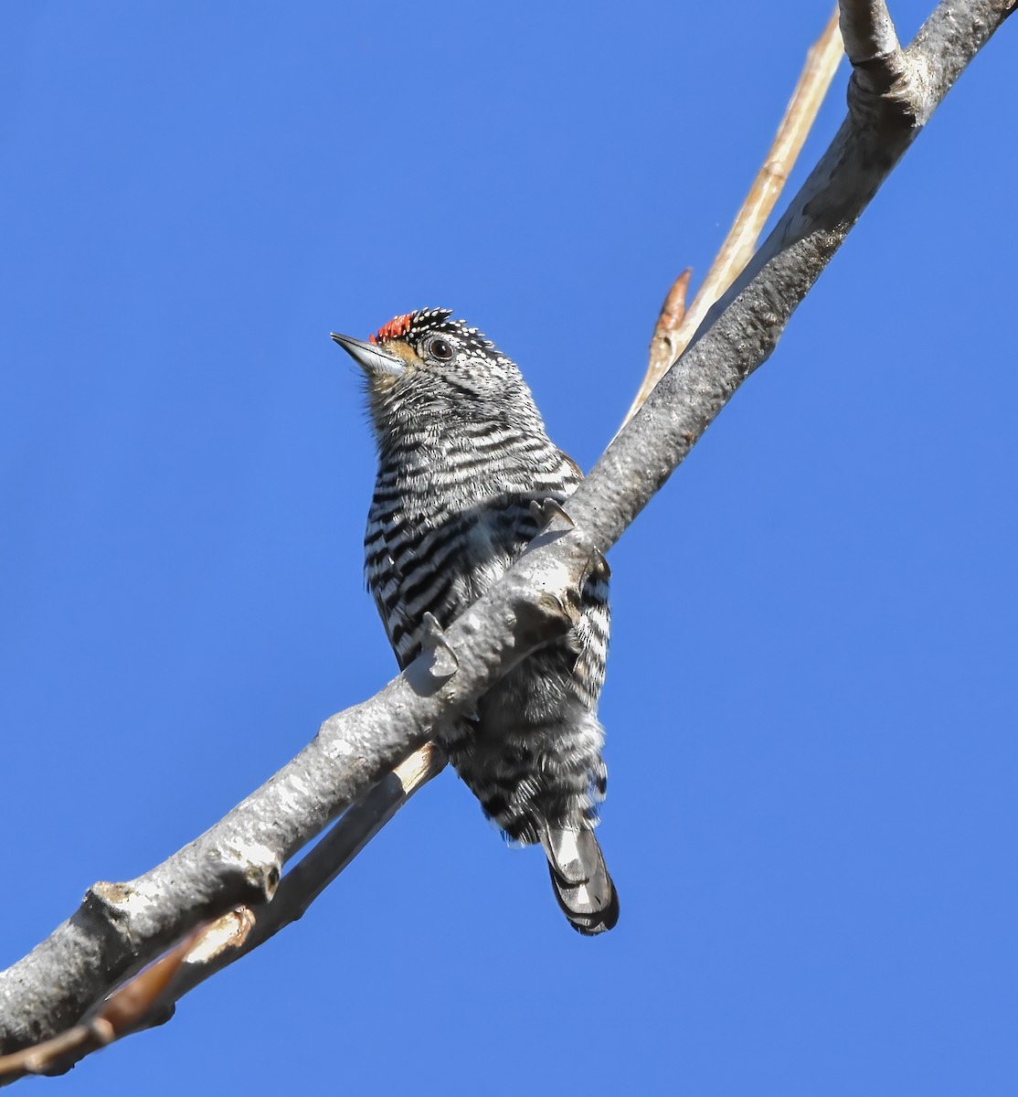 White-barred Piculet - ML621179430
