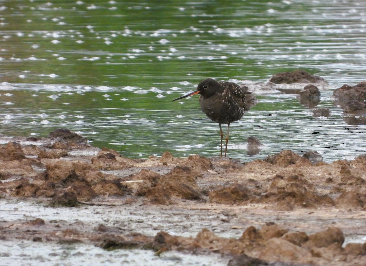 Spotted Redshank - ML621179448