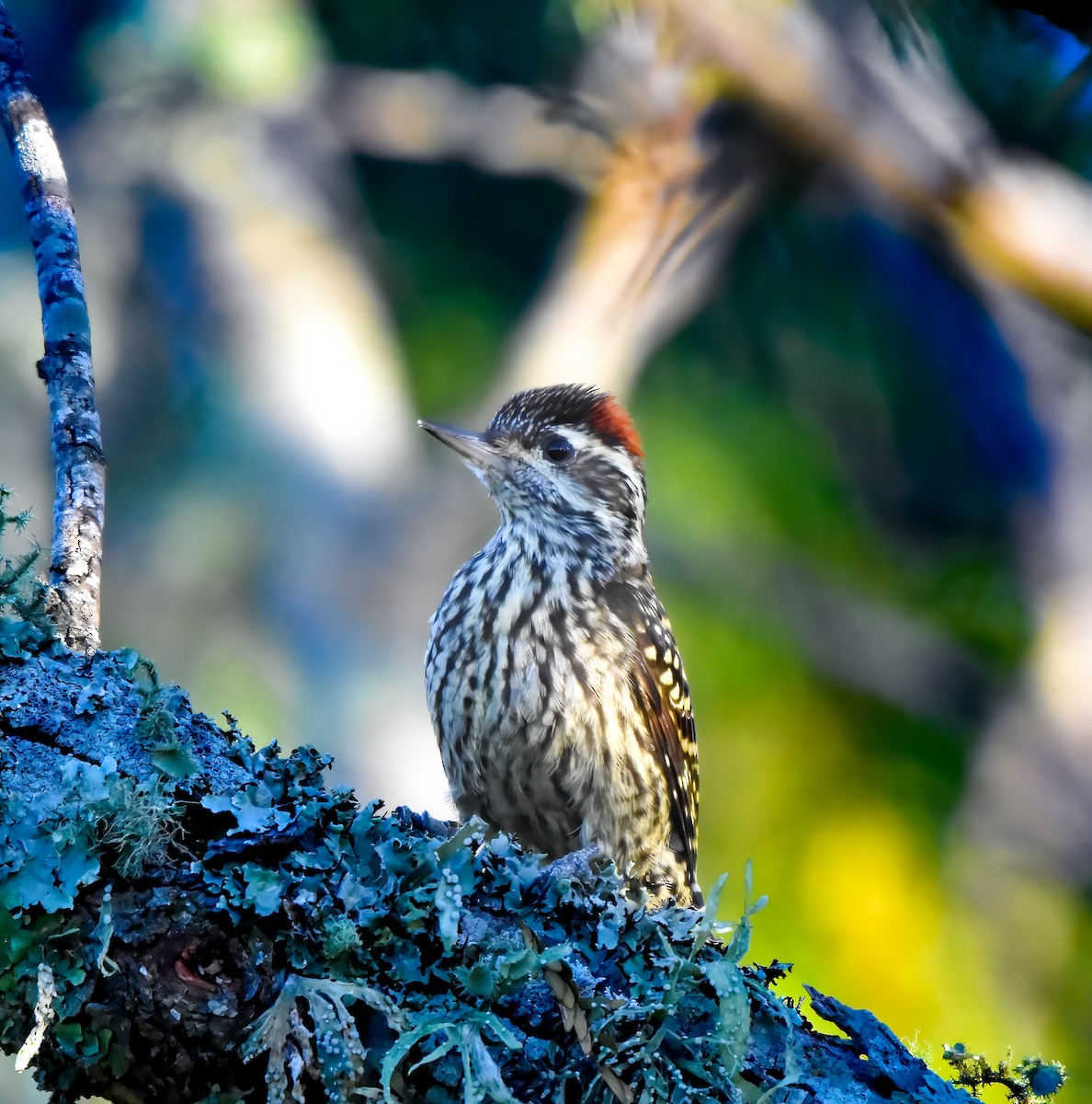 Checkered Woodpecker - ML621179452